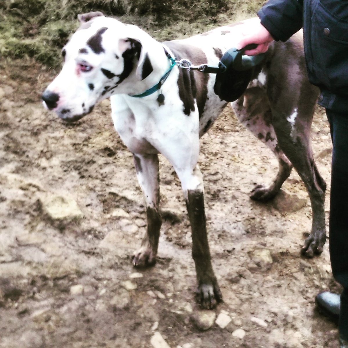 T4toria's tweet photo. Harley attempting a radical colour change #muddymutt #mypoorcar https://t.co/VNRwfFvYU0