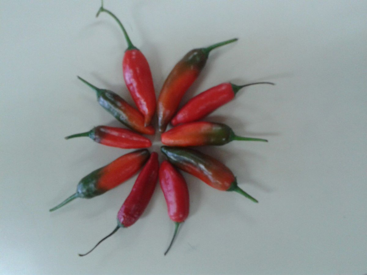 minculturave's tweet photo. Pimientos cosechados en el conuquito del Centro Nacional del Libro (@cenalfilven). #SoyAgrourbano https://t.co/nJLKnaon9P