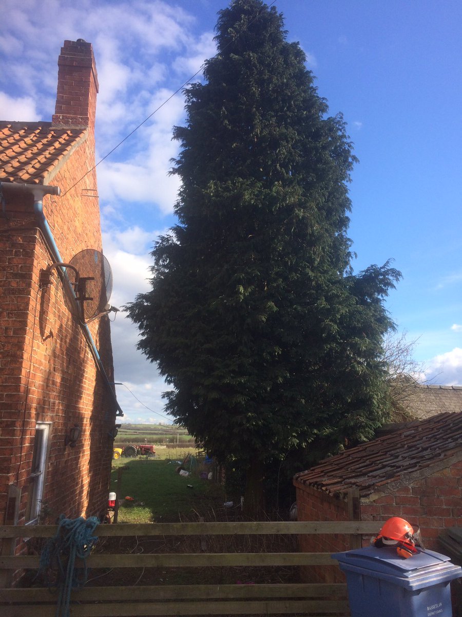AGRI_VATOR's tweet photo. Trees felled without hitting power lines or neighbour's cars or my house. Now late into night hedgecutting #EndOfFeb https://t.co/UGrdEQaNMN