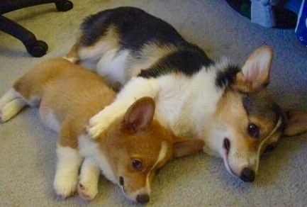 corgis