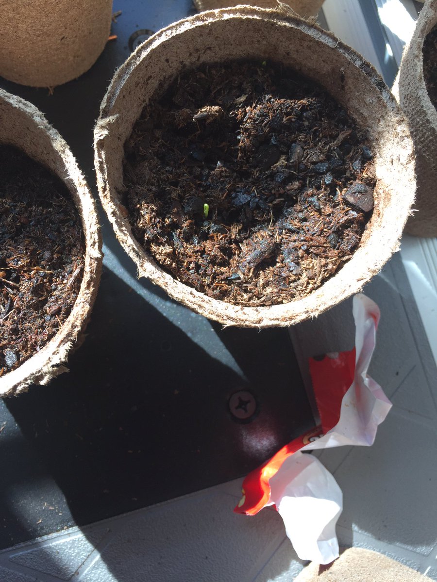 wxmarkj's tweet photo. Onion seedlings are starting to appear #gardening https://t.co/DbYWDgVYkZ