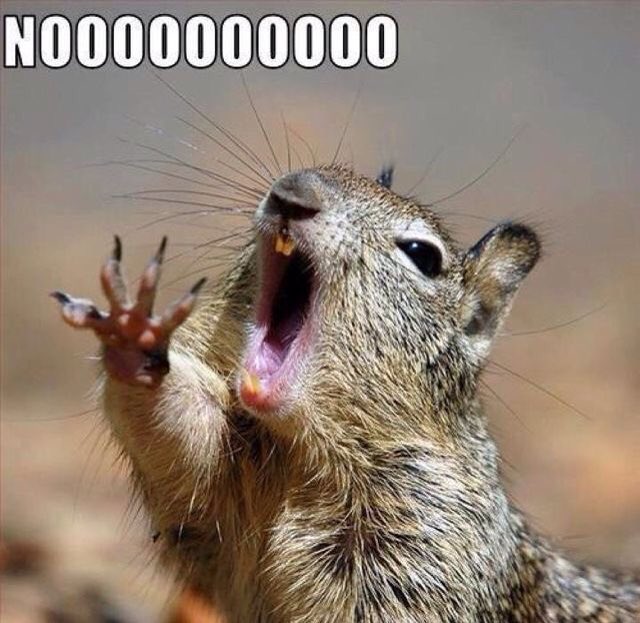NUSquirrel's tweet photo. When everyone is going on spring break and leaves you to starve. #NoStudentsNoFood #SquirrelProbs https://t.co/Z9GyZVBiXH