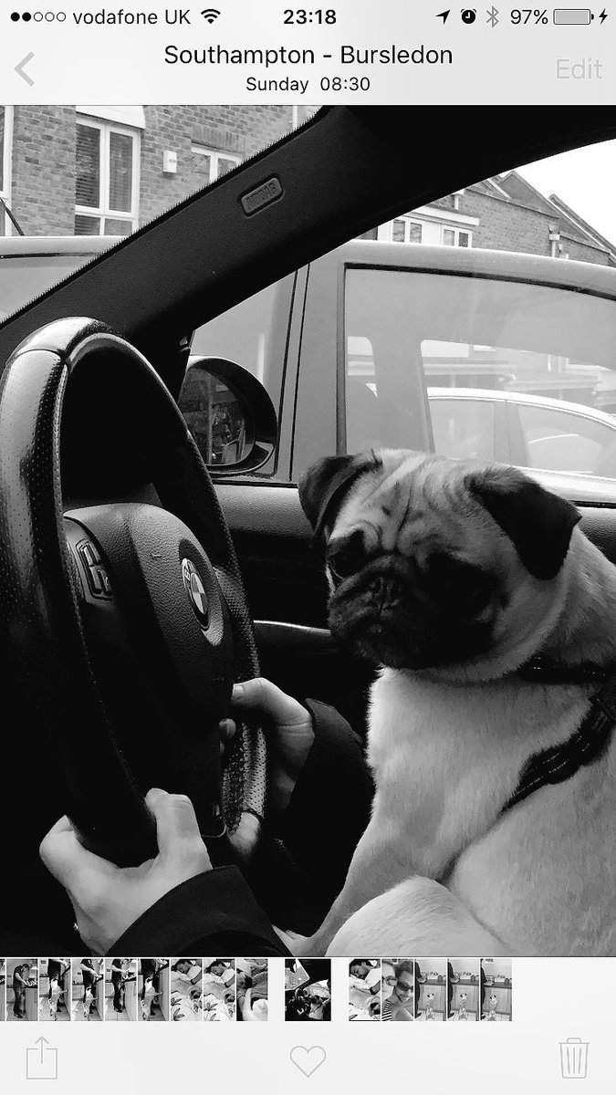 Mum says I'm not allowed sit on her knee when she's driving the car!! #pug #puglife