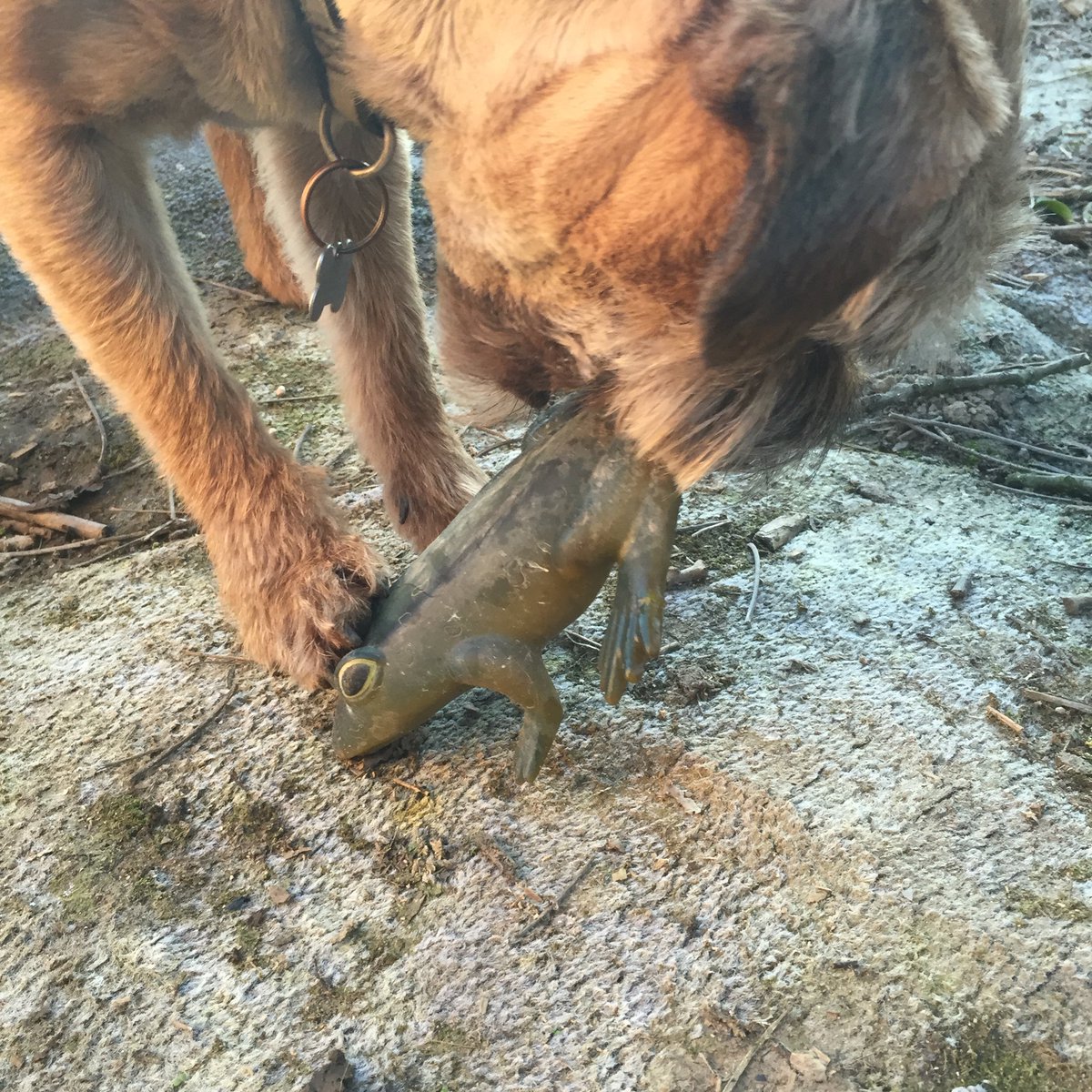 Caught myself a real life plastic frog! Ribbit!!🐸🐸🐸🐸 <a href="/RobsAllotment/">Rob Smith</a>
