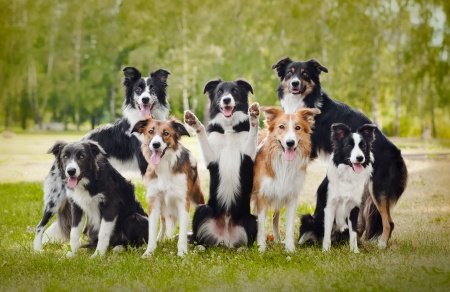 AllfordogsDerby's tweet photo. we're exp #dogtrainers, we specialise in training owners how 2 bring the best out in their dogs https://t.co/2FtUnyCCdk