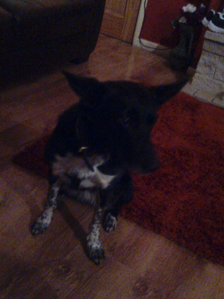 KCorcodel's tweet image. Lazy