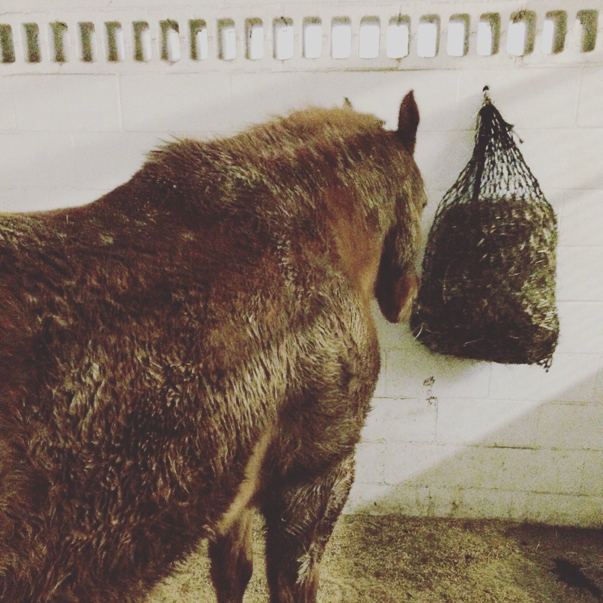 WVUEq's tweet photo. It's safe to say Dickie had no problem finding the mud last night ... #springplease #muddyponies #wvuequine https://t.co/3Z1Aj6MmqM