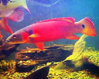 Cichlids51's tweet photo. Pike Cichlids https://t.co/6rQ6S7KFht