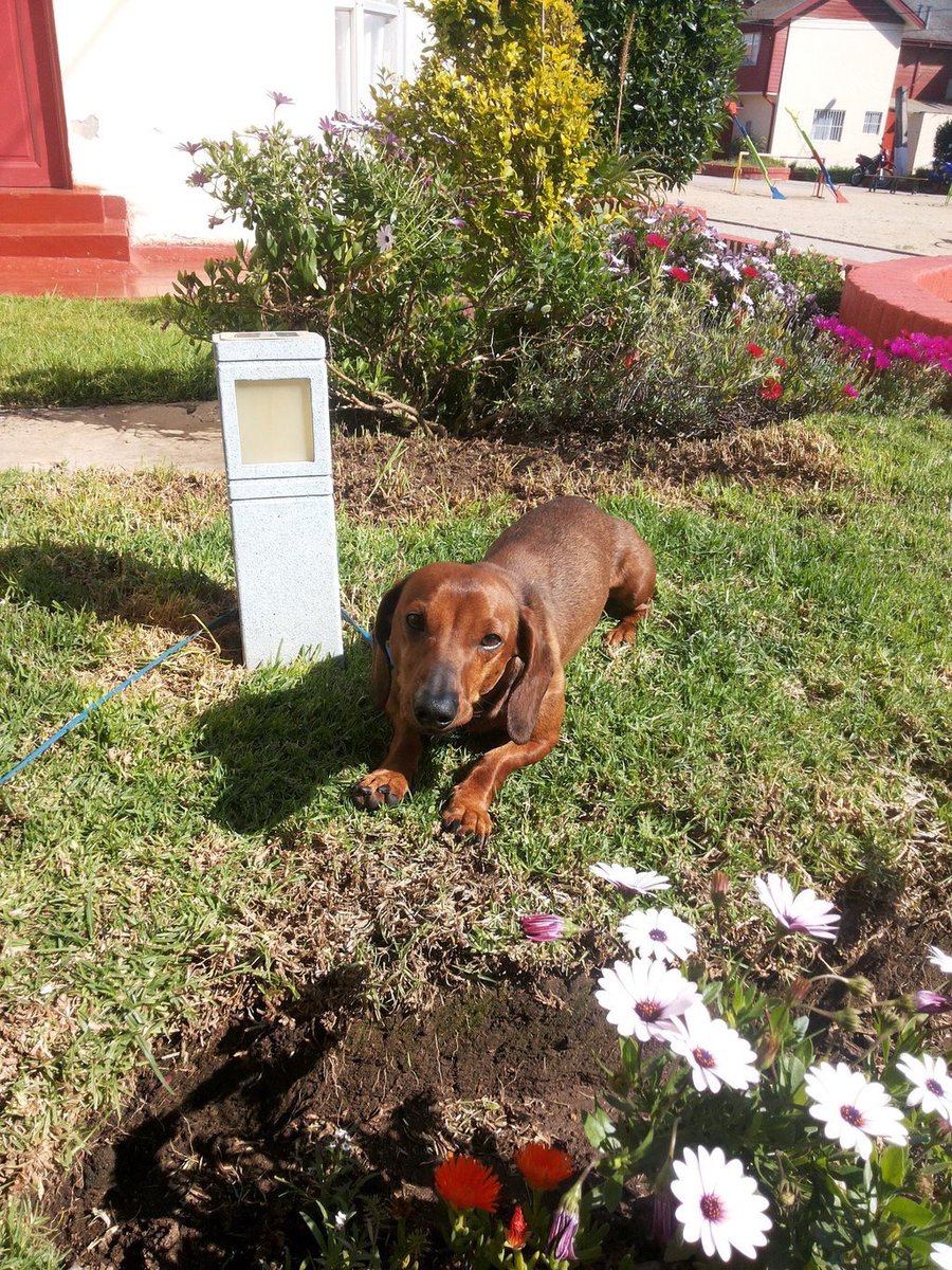 #Honly se perdió en #Talca estaba de vacaciones con su flia,fue visto en el terminal. Ayuda amigos de buen ❤️ RT 🙏🏻