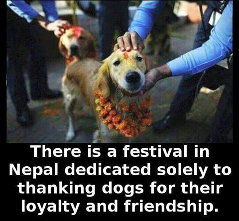 DogOwnersGlobal's tweet photo. https://t.co/ibaHjsBUAo