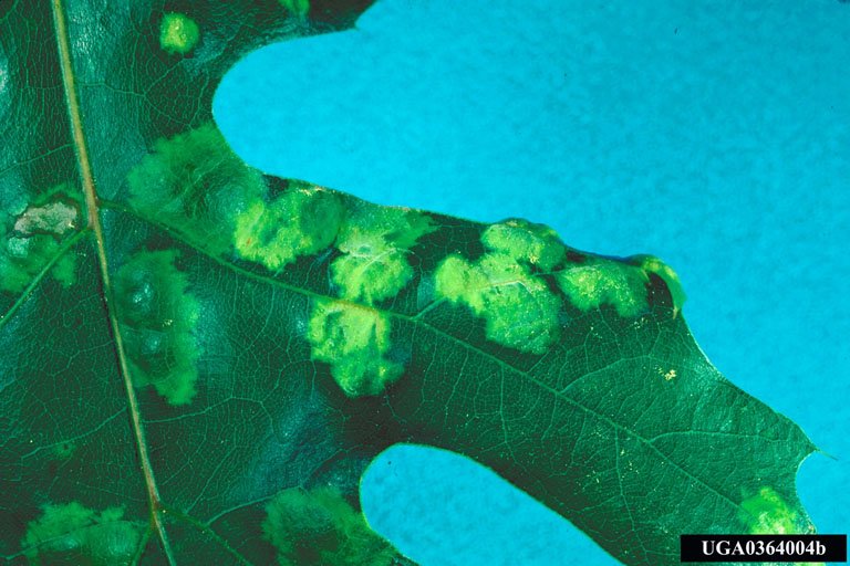 RoyalDutchTree's tweet image. How to identify Oak Leaf Blister royaldutchtreeservices.ca/diseases/oak-l… #treehealth #arborist #treeservice #treedisease