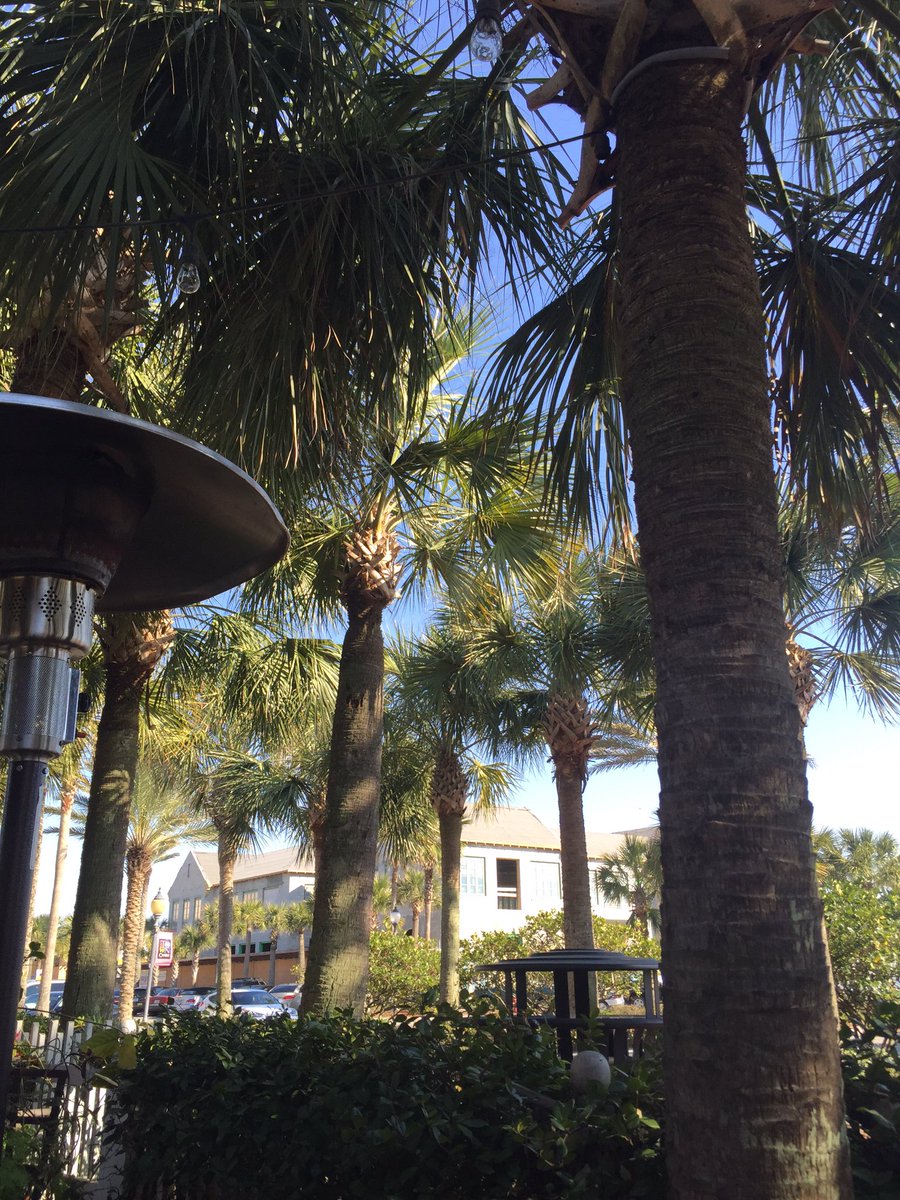 CultureJax's tweet photo. Spending a #SundayFunday in Atlantic Beach! Enjoying outside seating under the palms. ☀️🌴 #jaxculture https://t.co/mwXXLOSJO2