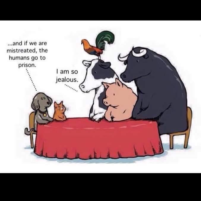 tahsinthoughts's tweet photo. #socialperceptions #animalshaverights https://t.co/R2Y2P4DMvN