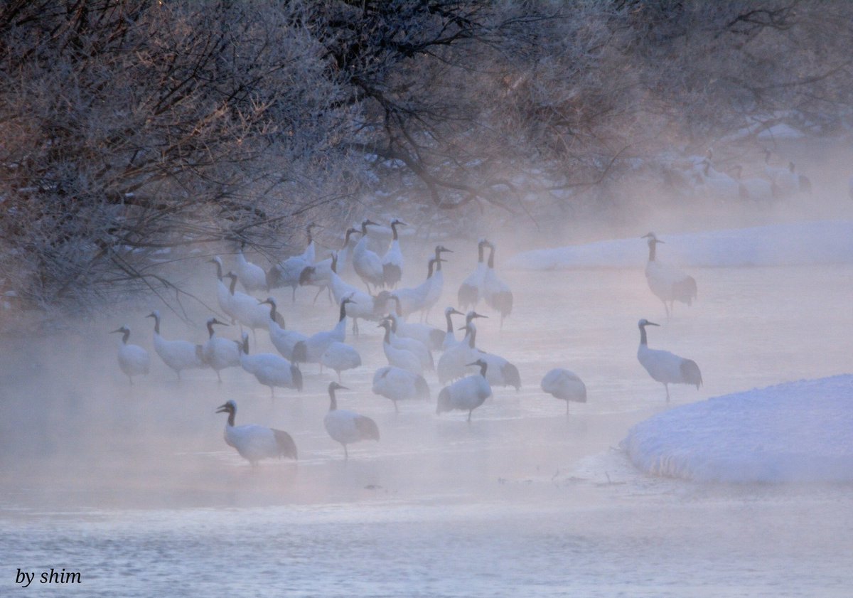 iauaauoo's tweet photo. Fantastic morning views #onlystorm #crane #birding https://t.co/lmebO0J6Iz