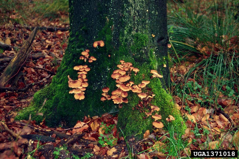 RoyalDutchTree's tweet image. Everything to know identifying Armillaria Root Disease. goo.gl/zUwGQW #treeservice #arborist #treehealth