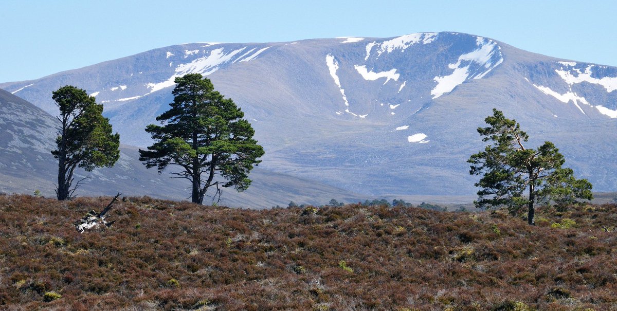 About Aviemore tweet media