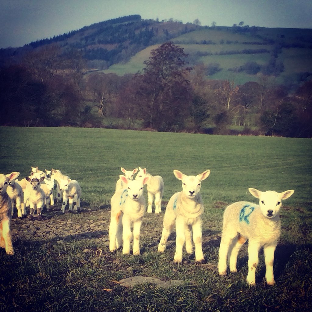 Ab_Morg's tweet photo. #lambs loving life in the sun today.. #lambing2016 #Sheep365 https://t.co/yiVgcfuCUv