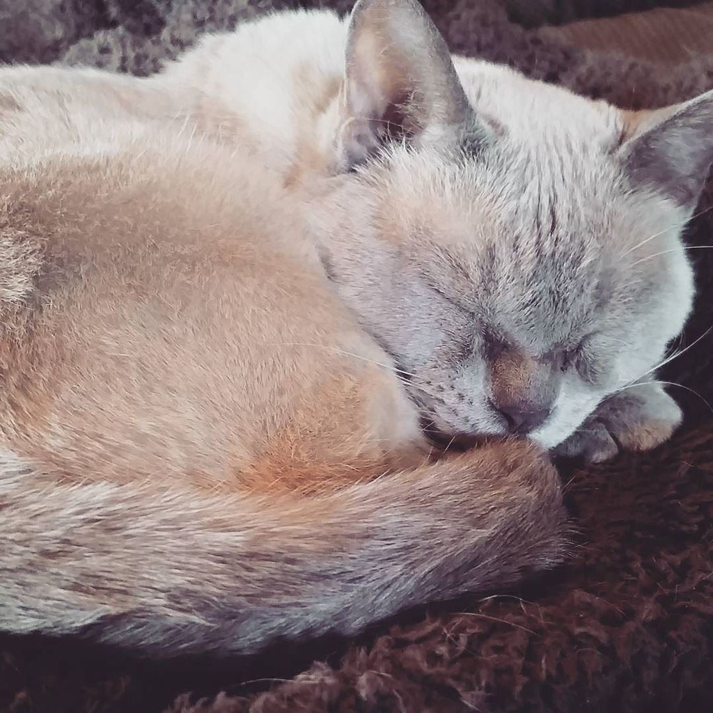 Chatchatcatcat's tweet image. #fuzzyblanket is bae,  fuzzy blanket is life #snuglife #youcanthandlethesleeps #burmese #catsofinstagram #feelssogo…