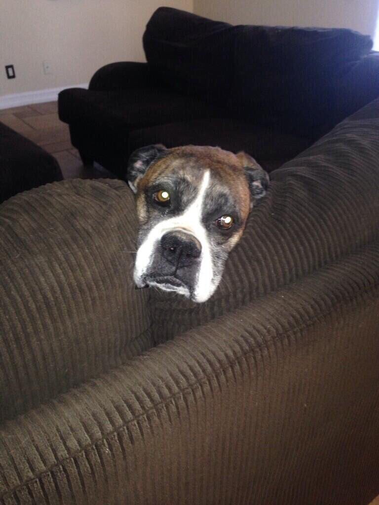 rybuck's tweet image. Rip to the best dog in the world, love you chops ❤️