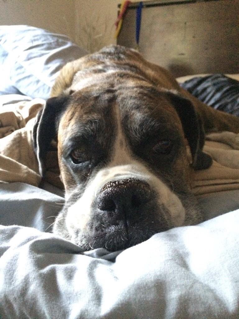 rybuck's tweet image. Rip to the best dog in the world, love you chops ❤️