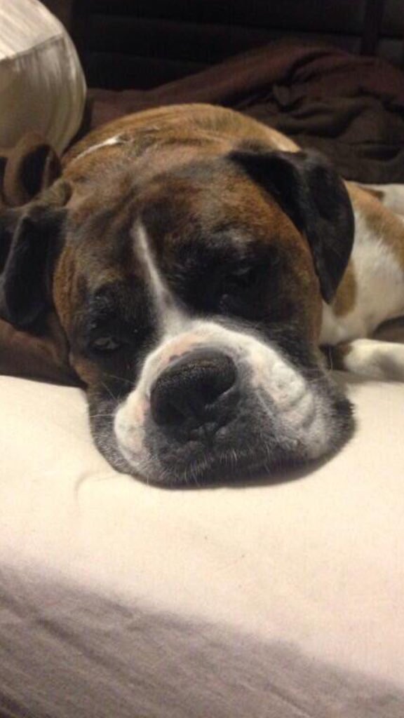 rybuck's tweet image. Rip to the best dog in the world, love you chops ❤️