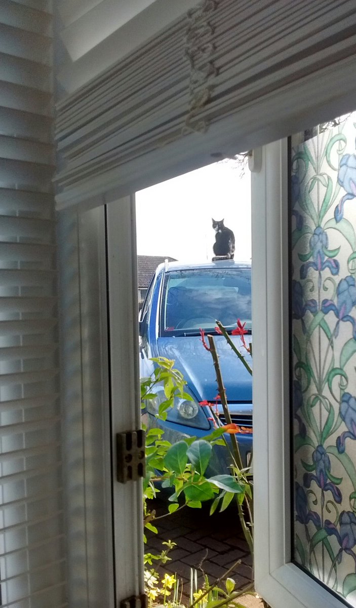 Of course the neighbours don't mind cats on their car, why would they?  #cats