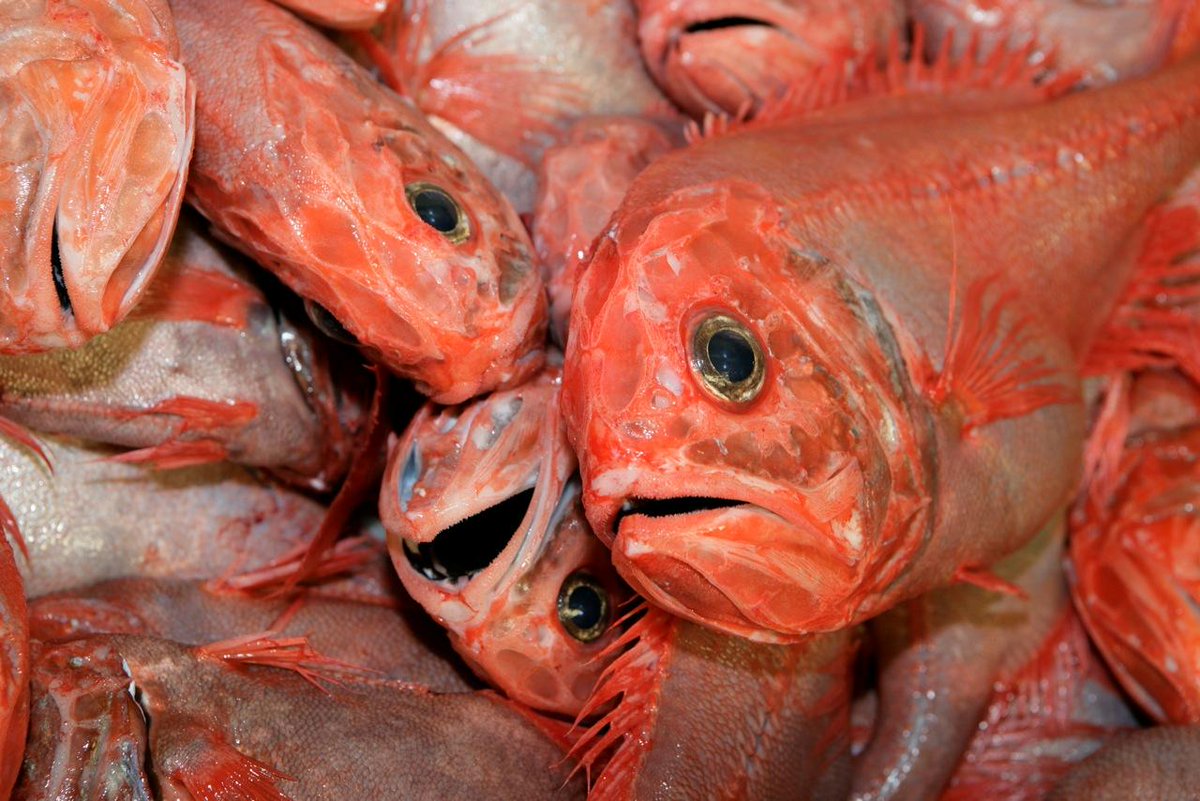 GreenGuilt's tweet photo. Wish I could say I stopped eating orange roughy because they’re over-harvested. Look at em! Eww. Slime Heads https://t.co/EPwDSVdhTb