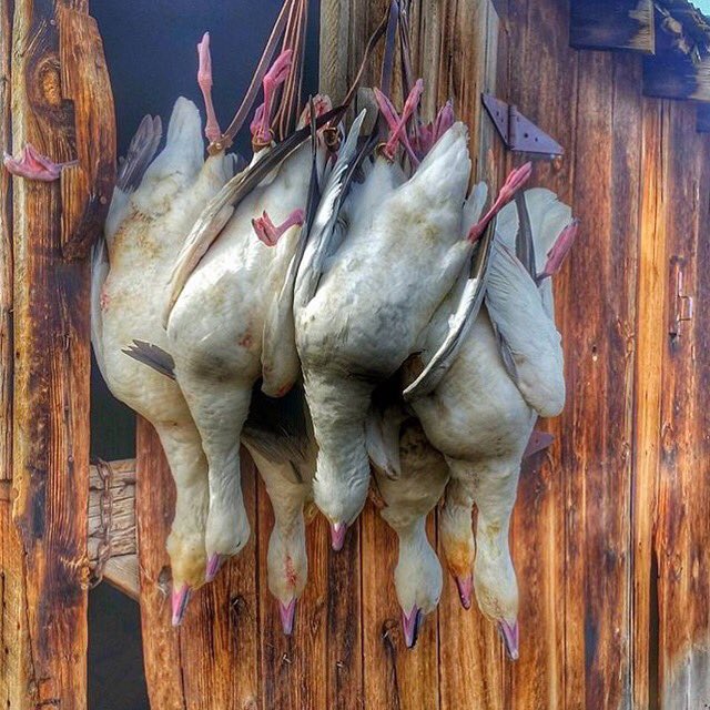 WaterfowlAdx's tweet photo. Strap of snow! @_zachanderson #WaterfowlADX #waterfowl #beretta #benelli #limits #snowgoose #sbe2 https://t.co/bPyb8ugCmP