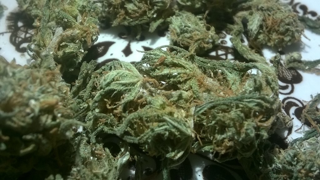 Soliday420's tweet photo. #HomeGrown #skunk #teampothead #CannabisHelpsMe #Cannabis #StonerNation #Marijuana #StickyIcky #StonerSunday https://t.co/iWeXoYLkop
