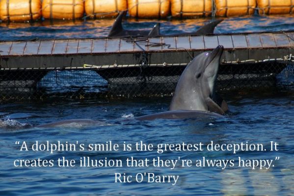 BennettLynn01's tweet photo. Me too!! @colin_saving @Dolphin_Project
#tweet4taiji
#tweet4dolphins
#IStandWithRic https://t.co/GsLuM62YD1