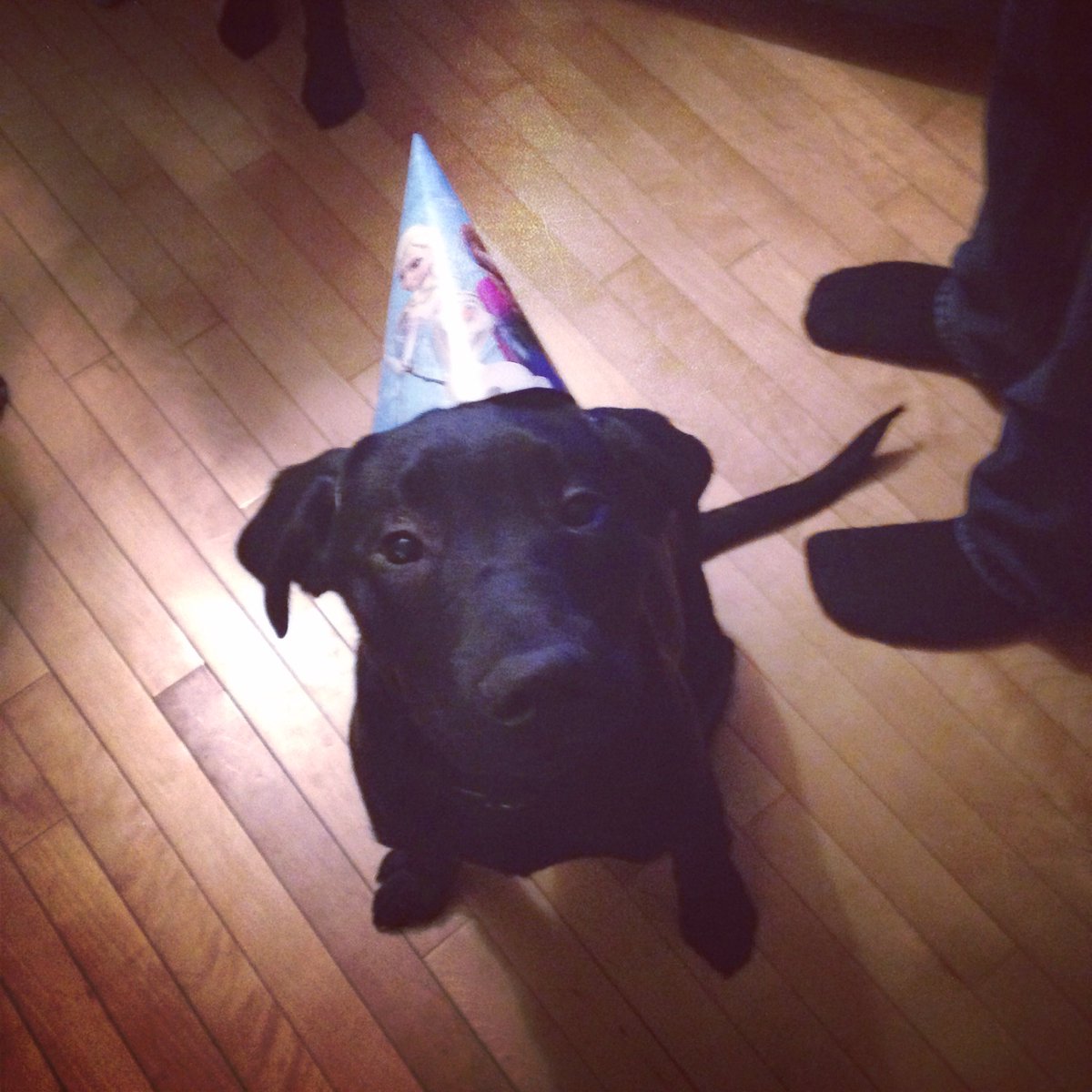 ladyjessmaro's tweet photo. Birthday celebrations for cousin Bella and Uncle Nathan :) #frozenhat #labsoftwitter @Andrew_oneill87 https://t.co/9kNE7KBi1D