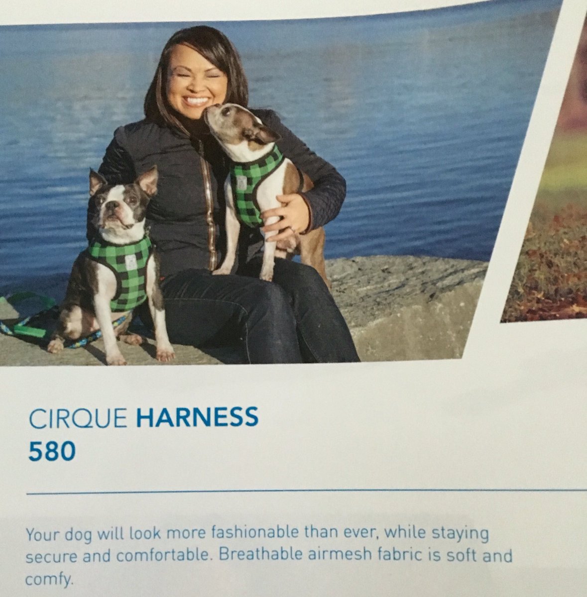 ann_luu's tweet photo. @RCpetproducts spring catalogue is out and there are some familiar faces in it! 😂🐶🐶 https://t.co/QntHNUcFlf