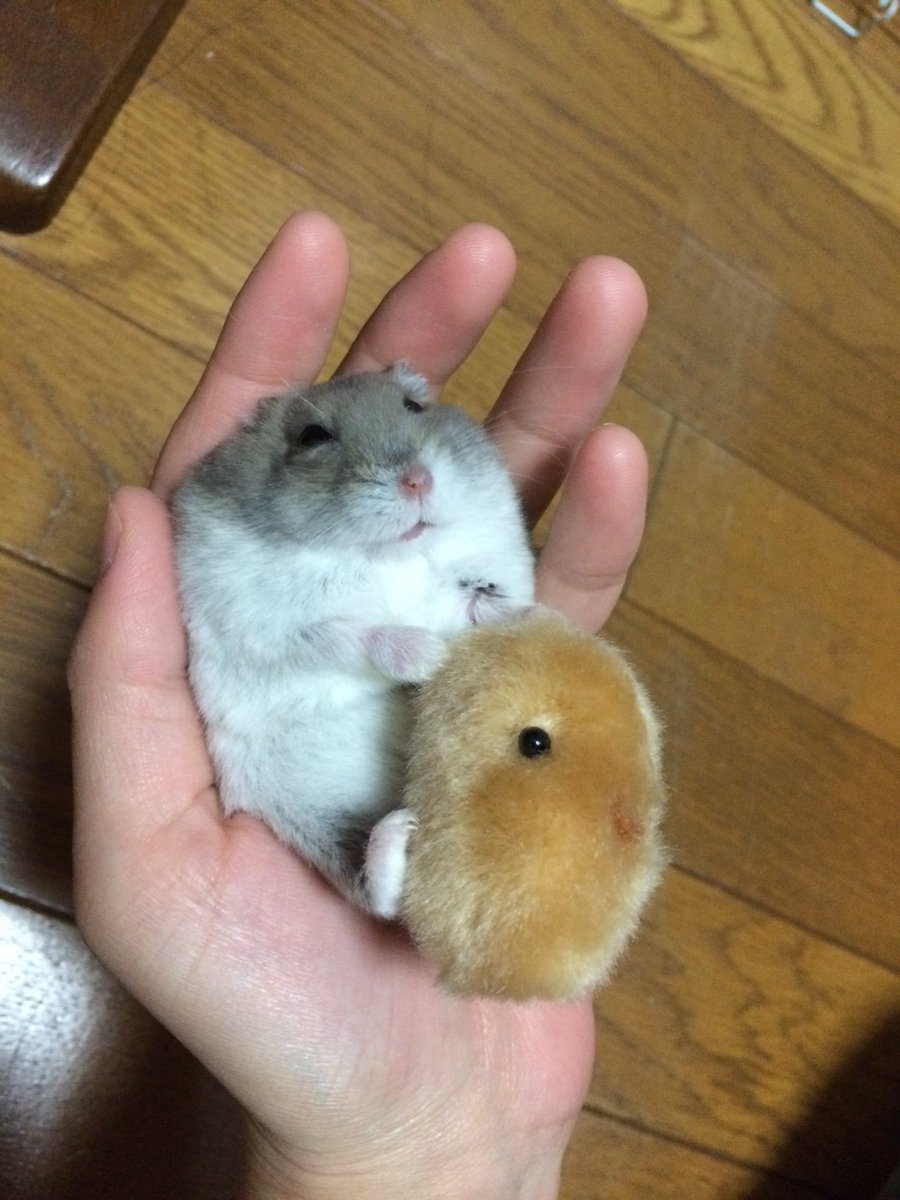 ふわふわは飼い主の手で 本当にかわいい 癒しのハムスター すぐ寝ちゃうハムスター Togetter