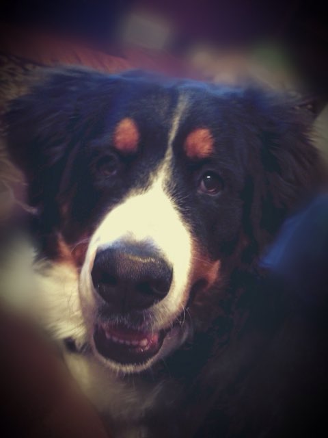 PAWshBoutiqueMR's tweet photo. My #handsome #puppy watching the #Oscars with me! We took a night off from #sewing to #cuddle and watch tv. 🐶❤️🎬📽🎞 https://t.co/cVmce0J4la