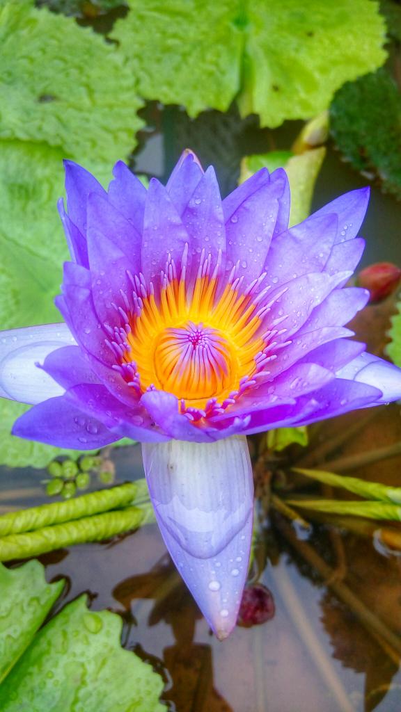 greyhound711's tweet photo. #lotus after the #rain. Taken w/ #Flash2 w/ V3.6 update. #letsmobigraph https://t.co/izDOJmOFZZ