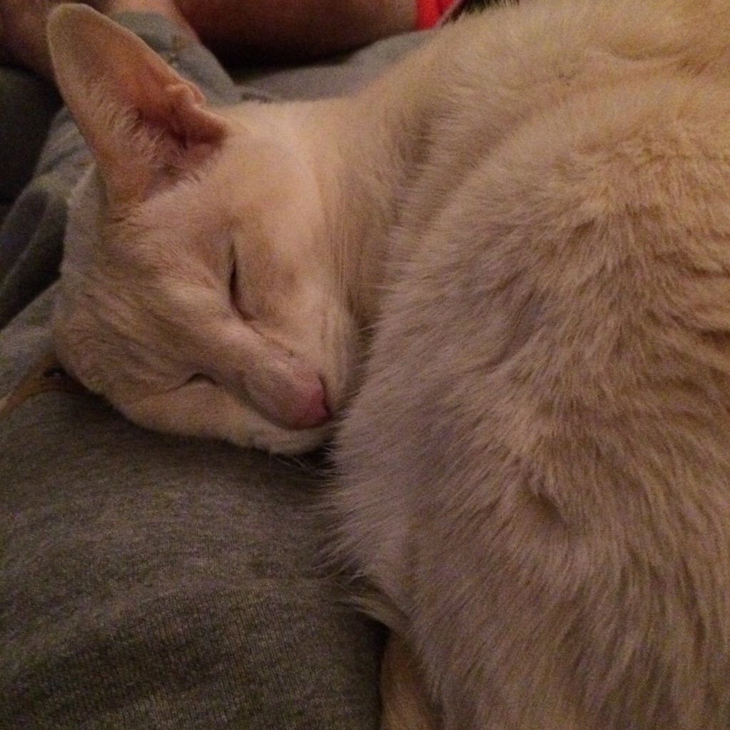 dom_mua's tweet photo. Not everyone can stay awake for tonight's #Oscars! #SleepTightKitty #DeadLeg #DarentMove https://t.co/7IE4Or3Xya