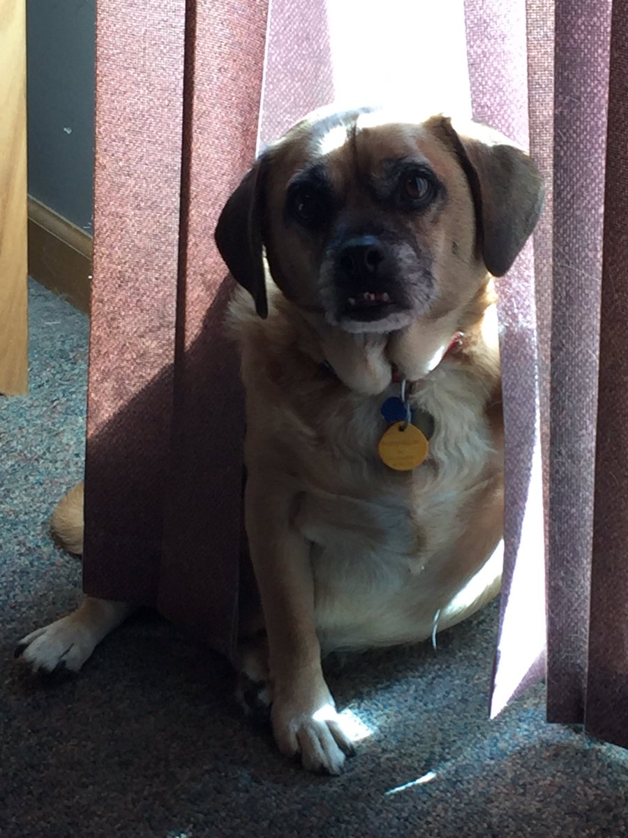 CCsaky's tweet image. My #puggle enjoying the sun @KUPlayFurPaws #kean