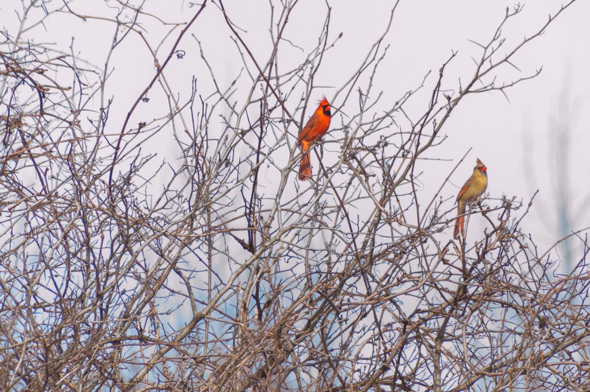 ReddyDesigns's tweet photo. Winter color https://t.co/1lti5y2slb