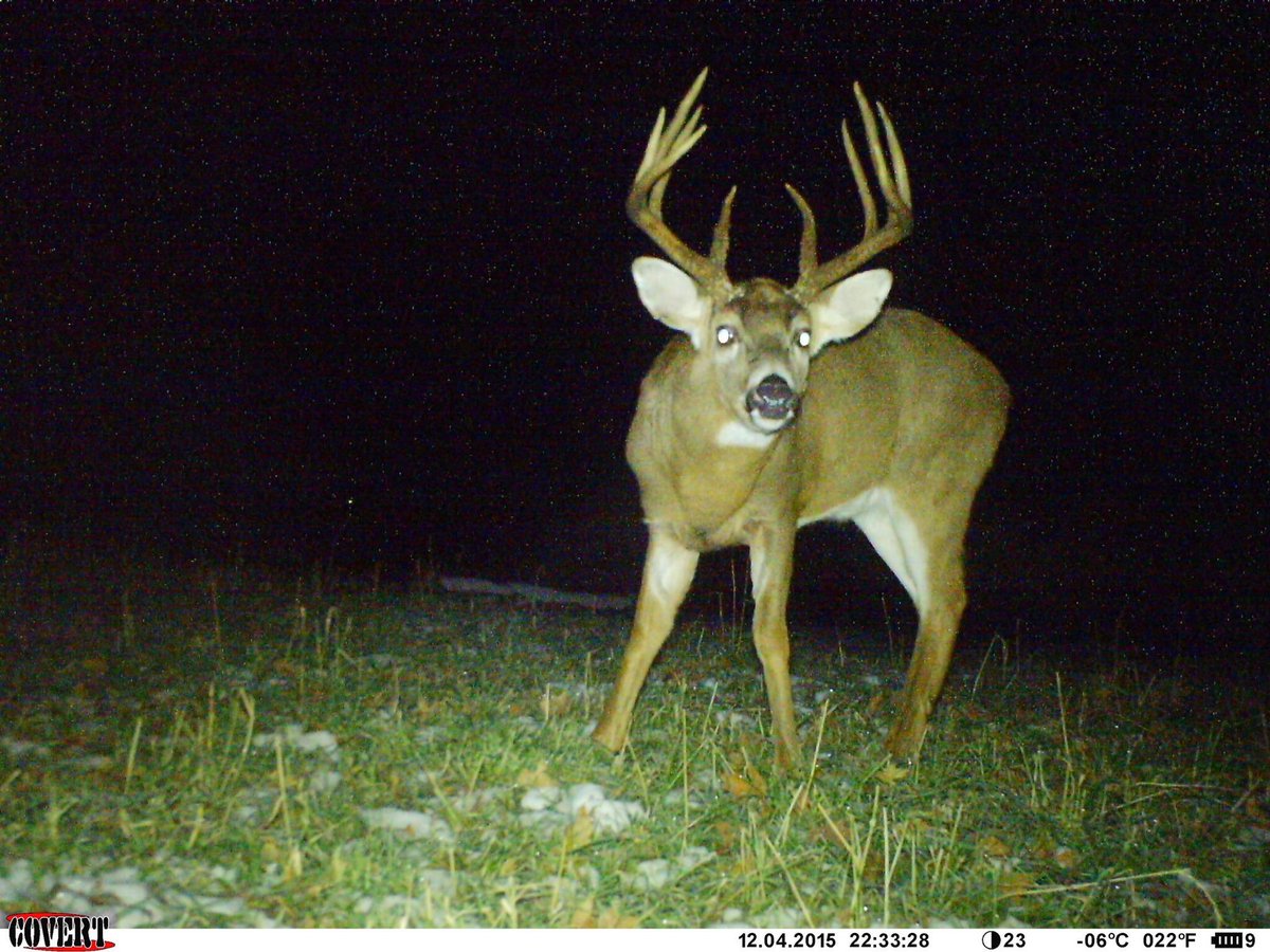 AntlerKing's tweet image. How big will he be this fall?