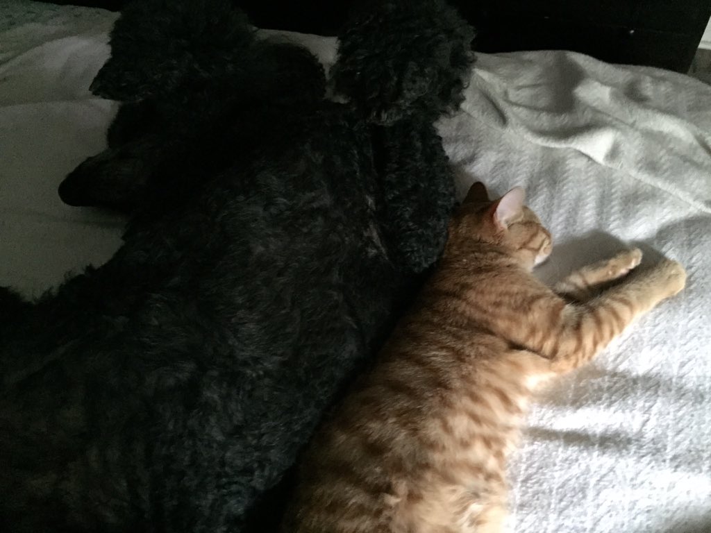 mariadangel's tweet photo. @draiochta14 L❤️Ve it! The minister's cat is a #sunningcat😻 https://t.co/VIAownqIgF