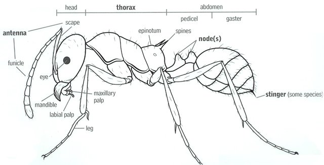 Fire Ants Diagram