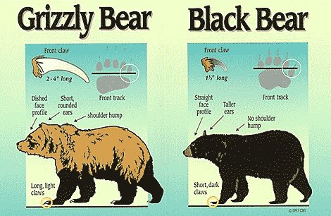 iamtheblackbear's tweet photo. Here are a couple of differences between the grizzly bear and the black bear! #iamtheblackbear https://t.co/HGQutf3c57