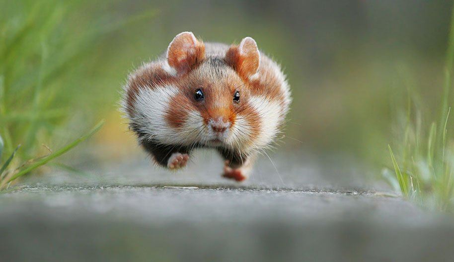MAAMustangs's tweet photo. The Hipster Hamster lives...

#classof2016
#seniorbenefit https://t.co/FQzQqBr2lM