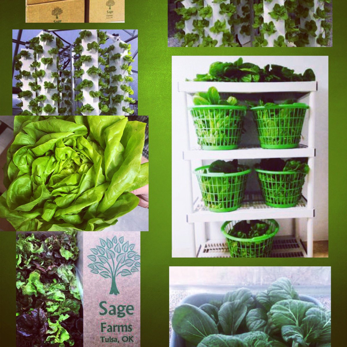 Chefeli1's tweet image. One of our new farms we just picked up for spring menus. #okiegrown #mio #saltfoodgroup