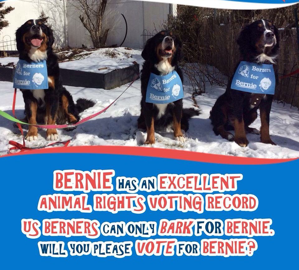 RunnerNels's tweet photo. Bark for #BernieSanders #PupsforBernie #WhichBernie vs. #WhichHillary https://t.co/TVbtWxY8y3 https://t.co/7aeLDbaZXB