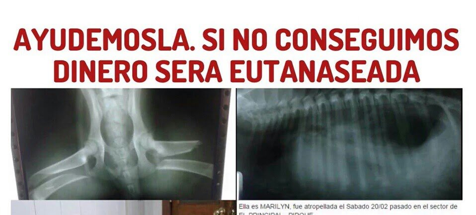 loreto1110's tweet photo. @NoticieroAnimal #URGENTE Sino juntamos el dinero la van #Eutanasiar https://t.co/ugfpom175H