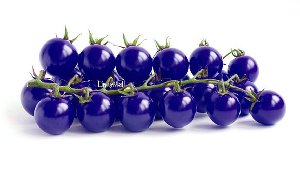 Linkymall's tweet image. 1 Bag 20 seeds Purple Tomato Seed Pack Vegetable
$0.99   bit.ly/1QQ3v9n