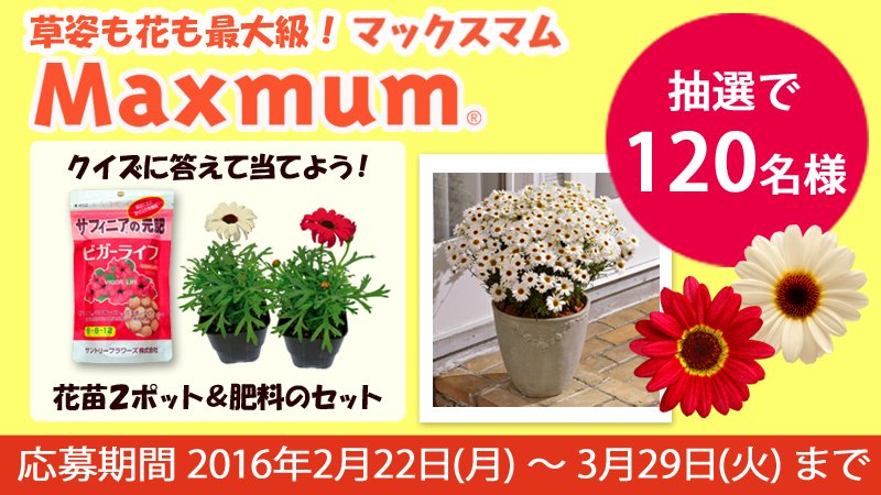 Suntory サントリー サントリーフラワーズから 新たな花 マックスマム 登場 キク科の属間ハイブリッドの新品種で 花径も株も 最大級 今なら 1名様に苗2ポットと肥料が当たるキャンペーン実施中です T Co Xl9azsvzpj T Co Suntory サントリー サントリーフラワーズから 新たな花 マックスマム 登場 キク科の属間ハイブリッドの新品種で 花径も株も 最大級 今なら 1名様に苗2ポットと肥料が当たるキャンペーン実施中です T Co Xl9azsvzpj T Co