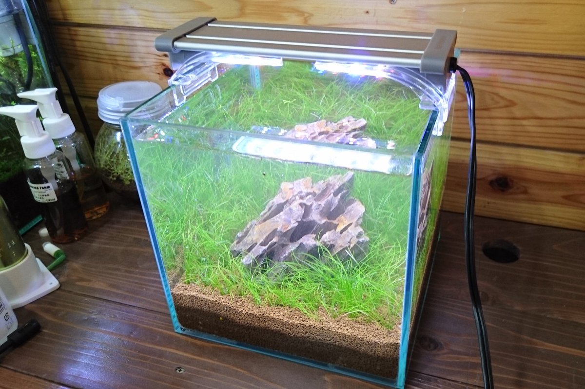 Masuokafarm على تويتر ミニレイアウト水槽を作りました 気孔石を入荷したので１つ置き 一面ヘアーグラスです 無濾過 無co2 換水約２回 月 照明2日おき５h 生体極少数で餌３日に１回 オリジナル固形肥料２g これで楽チンに管理できるか試してみます T Co