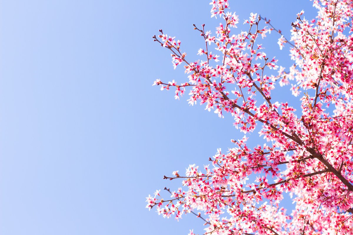 kuroneko__K's tweet photo. お花。 https://t.co/EEg0VL7A8A